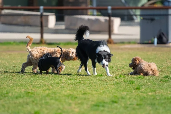 Karışık köpekler parkta yeşil çimlerde oynarlar.