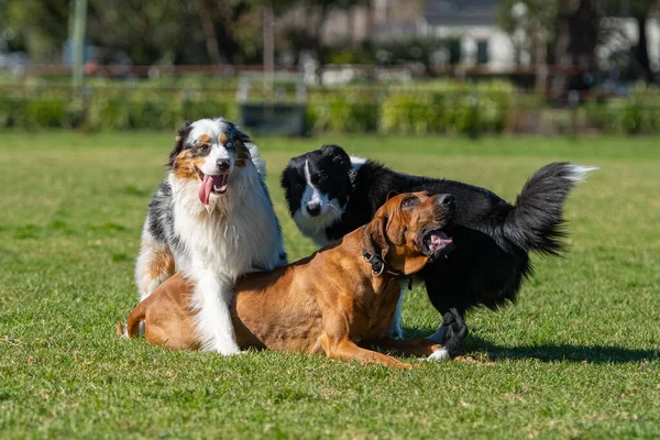 Group of dogs, different breeds, play in the park on a green grass