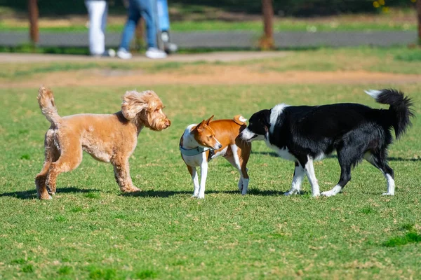 Group of dogs, different breeds, play in the park on a green grass