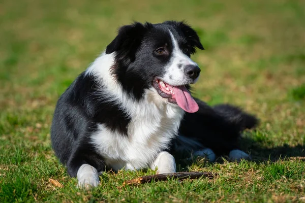 stock image Portrait of a Border Collie in the dog park on the green grass