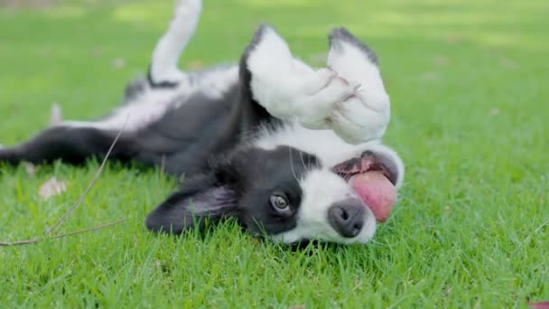 黑白相间的边境牧羊犬躺在公园的草地上 — 图库视频影像