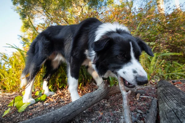 Cute border collie in the garden sniffing and chewing stick