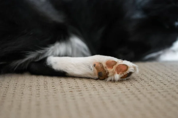 Close up of the border collie puppy paw lying on the floor