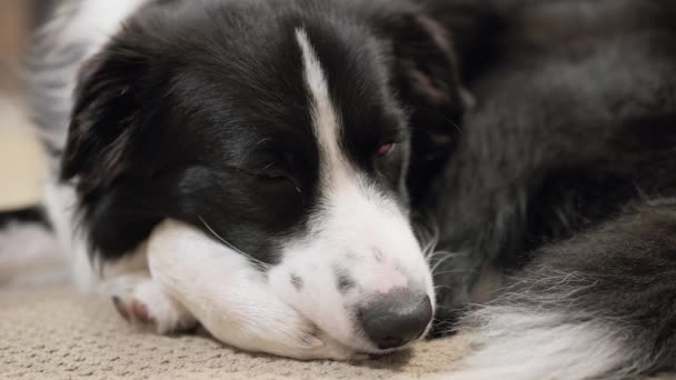 Border Collie Puppy Probeert Slaap Vallen Een Tapijt Vloer — Stockvideo