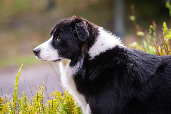 Portrait Beautiful Purebred Border Collie Male Puppy Profile Portrait — Stock Photo, Image