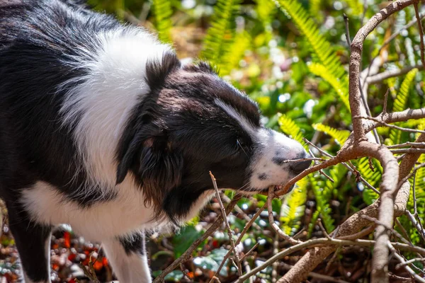 Purebred Border Collie male puppy chewing on the stick.