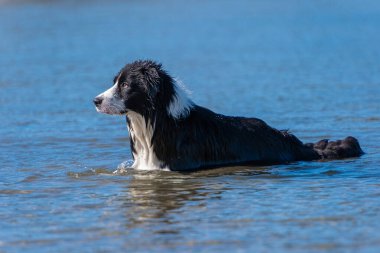 Border Collie köpekleri güneşli bir günde suda oynuyorlar.