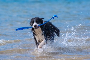 Güneşli bir günde suda koşan Border Collie köpeği.