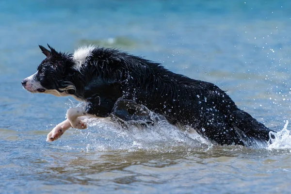 Güneşli bir günde suda koşan Border Collie köpeği.