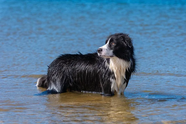 Border Collie köpekleri güneşli bir günde suda oynuyorlar.