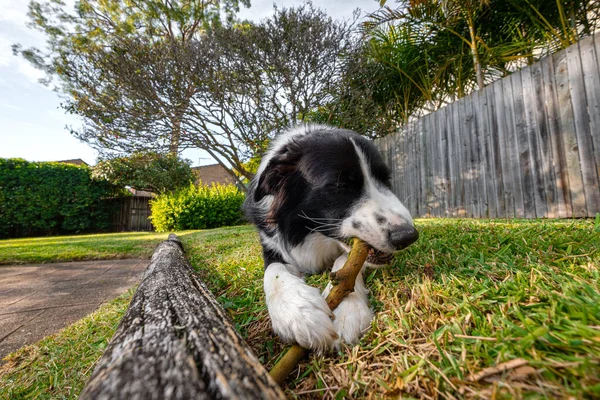 Cute Border Collie Puppy Lying Grass Chewing Small Wooden Stick — Stock Photo, Image