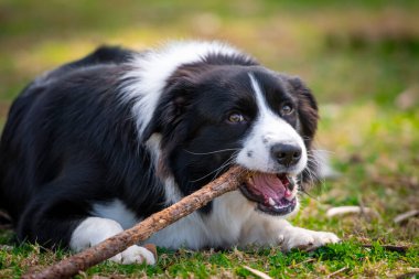 Border Collie köpeği parkta çimlere uzanıyor ve bir sopa çiğniyor.