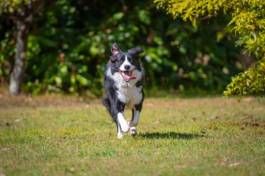 Collie 'nin köpeği parkta çimlerde koşuyor.