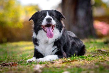 Parktaki çimlerin üzerinde yatan güzel bir Collie köpeğinin portresi.