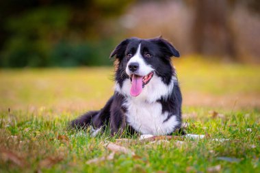 Parktaki çimlerin üzerinde yatan güzel bir Collie köpeğinin portresi.