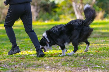Border Collie köpek yavrusu parkta bir bayanla oynuyor.
