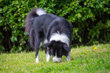 Collie 'nin köpeği parkta yürüyor ve otları kokluyor.