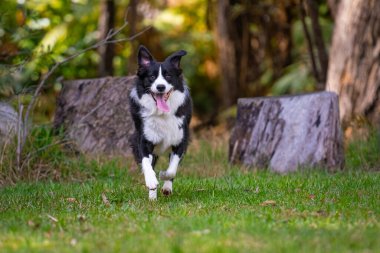 Collie 'nin köpeği parkta çimlerde koşuyor.