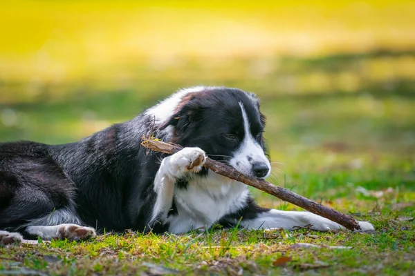 Border Collie Puppy Lying Grass Park Chewing Stick — Stock Photo, Image