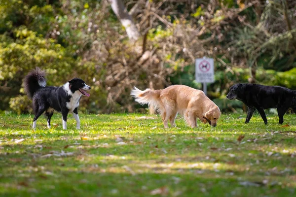 Group of dogs playing around on the grass in the park