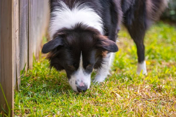 Collie 'nin köpeği parkta yürüyor ve otları kokluyor.