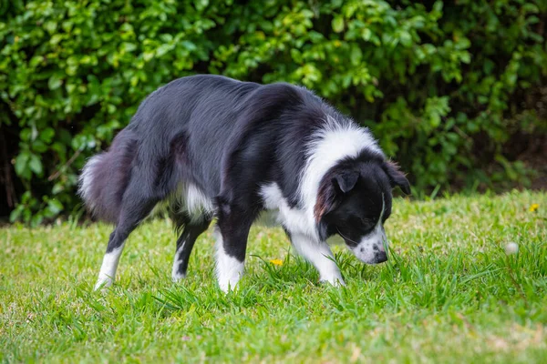Collie 'nin köpeği parkta yürüyor ve otları kokluyor.