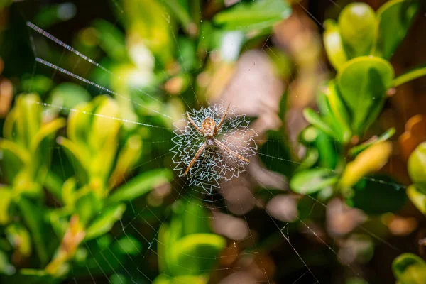 Close Australian Garden Spider Sitting Web Green Leafy Blurry Background — Stock Photo, Image