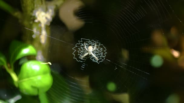 Κοντινό Πλάνο Του Αυστραλιανού Αράχνη Κήπο Κάθεται Στο Διαδίκτυο Πράσινο — Αρχείο Βίντεο