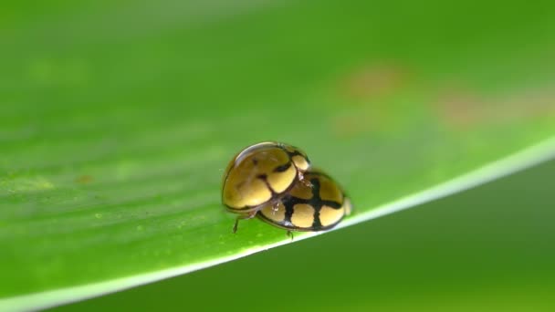 两只黑色和黄色的瓢虫在绿叶上交配 — 图库视频影像