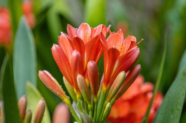 Clivia Minyata, Natal Lily veya Bush Zambağı. Clivia Mini-ata çiçeğine yaklaş. Bahçedeki portakal çiçeğinin makro görüntüsü.