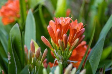 Clivia Minyata, Natal Lily veya Bush Zambağı. Clivia Mini-ata çiçeğine yaklaş. Bahçedeki portakal çiçeğinin makro görüntüsü.
