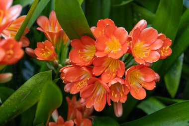 Clivia Minyata, Natal Lily veya Bush Zambağı. Clivia Mini-ata çiçeğine yaklaş. Bahçedeki portakal çiçeğinin makro görüntüsü.