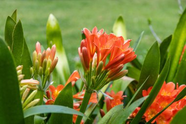 Clivia Minyata, Natal Lily veya Bush Zambağı. Clivia Mini-ata çiçeğine yaklaş. Bahçedeki portakal çiçeğinin makro görüntüsü.