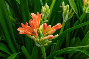 Clivia Minyata, Natal Lily veya Bush Zambağı. Clivia Mini-ata çiçeğine yaklaş. Bahçedeki portakal çiçeğinin makro görüntüsü.