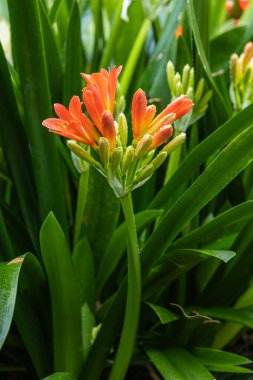 Clivia Minyata, Natal Lily veya Bush Zambağı. Clivia Mini-ata çiçeğine yaklaş. Bahçedeki portakal çiçeğinin makro görüntüsü.