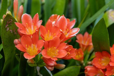 Clivia Minyata, Natal Lily veya Bush Zambağı. Clivia Mini-ata çiçeğine yaklaş. Bahçedeki portakal çiçeğinin makro görüntüsü.