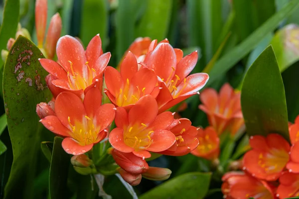Clivia Minyata, Natal Lily veya Bush Zambağı. Clivia Mini-ata çiçeğine yaklaş. Bahçedeki portakal çiçeğinin makro görüntüsü.
