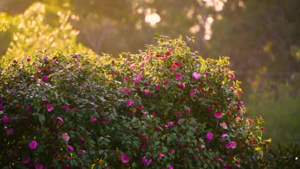 Popołudniowy Zachód Słońca Ogrodzie Podświetlany Krzak Różami Podczas Wietrznego Popołudnia — Wideo stockowe