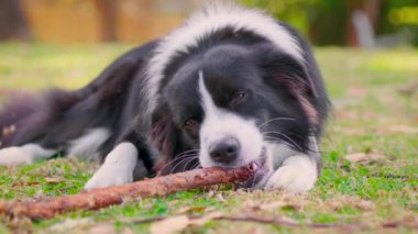 Border Collie köpeği çimenlerin üzerinde yatıyor ve sopa çiğniyor.