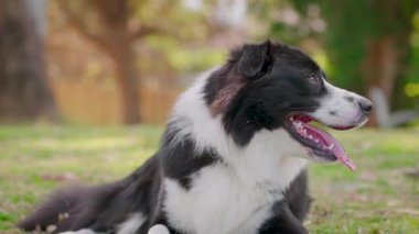 Border Collie köpek yavrusu çimlerde dinleniyor ve parkın etrafına bakıyor.