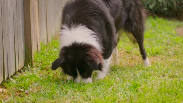 Border Collie Puppy Snuffelen Rondlopen Achtertuin — Stockvideo