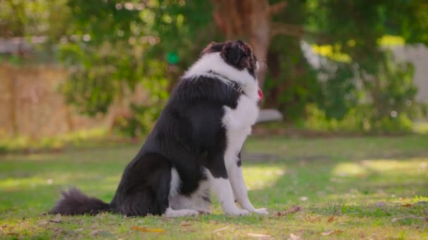 Border Collie Puppy Sitting Grass Looking Park — Stock Video
