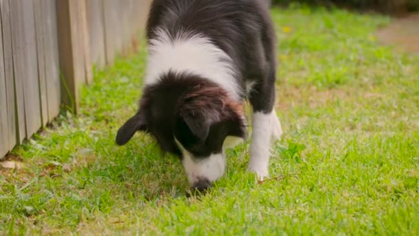 ボーダーコリー子犬は 裏庭でスニッフィングし 歩き回る — ストック動画