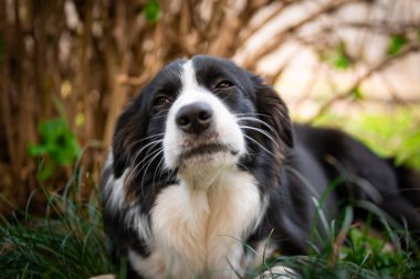 Bahçedeki çimlerin üzerinde yatan güzel bir Collie köpeğinin portresi.