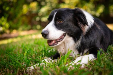 Bahçedeki çimlerin üzerinde yatan güzel bir Collie köpeğinin portresi.