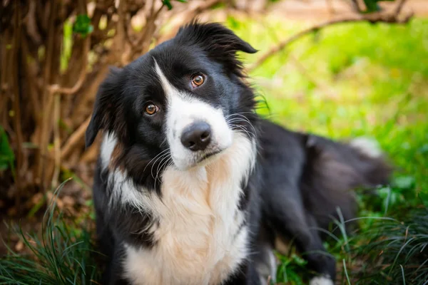 Portrait of a beautiful Border Collie puppy lying on the grass in the garden