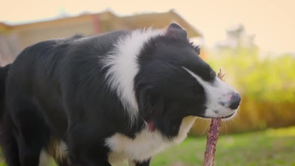 Border Collie Puppy Kauwt Een Stok Loopt Rond Het Park — Stockvideo