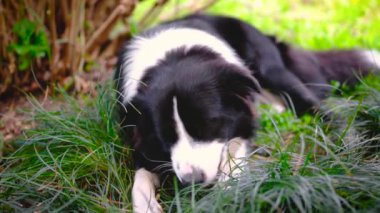Border Collie köpeği çimenlerde uzanıyor ve bir sopa çiğniyor