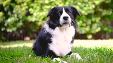Border Collie köpeği bahçede uzanıyor, dinleniyor ve etrafa bakıyor.