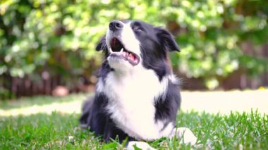 Border Collie köpeği bahçede uzanıyor, dinleniyor ve etrafa bakıyor.
